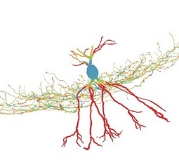 feature image