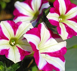 feature image