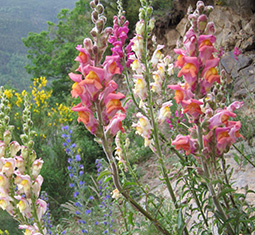 feature image