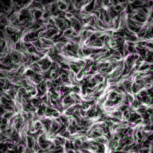 Martin Loose visualizes proteins involved in the mechanism of bacterial cell division which have been purified and reconstituted in vitro