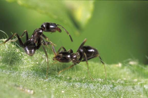 Argentine ant workers help each other to fight disease. This social immunity acts like an immune system at the colony level, changing the environment in which pathogens on the individual level compete with one another.