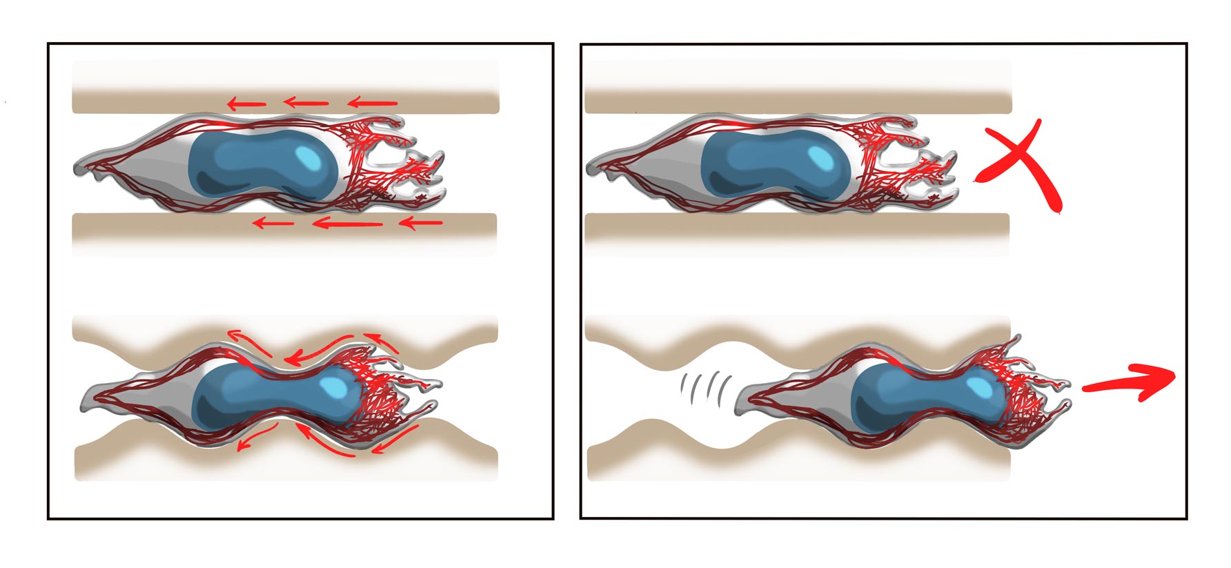 Illustration of a leukocyte migrating without transmembrane force-coupling in a smooth and bumpy road (cytoplasm in grey, nucleus in blue, actin cytoskeleton in red). The retrograde actin flow is shown by the red arrows in the left panel: in both cases, fast retrograde flow is generated from the front of the cell to the back. However, the flow only generates the necessary force that pushes on the channel when there are bumps, and the cell can move forward (right panel, bottom). © Anne Reversat