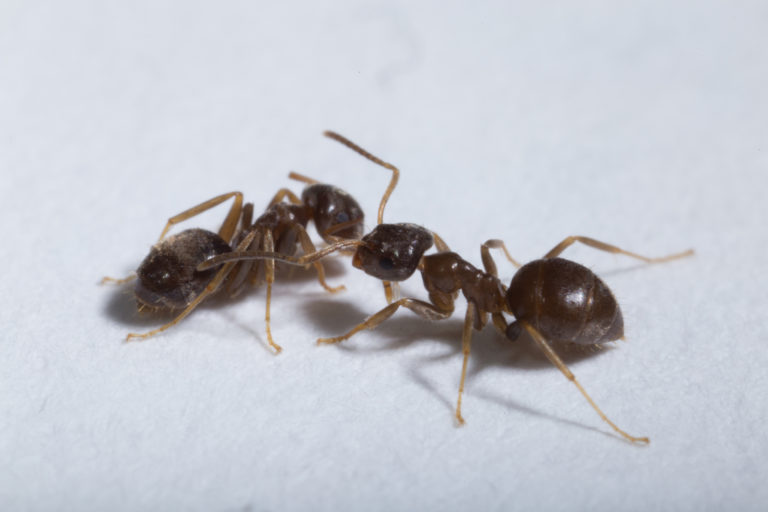 Podcast: Christopher Pull talks about “No mercy for sick ants”