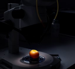 feature image