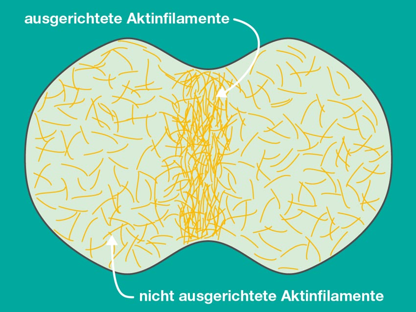 Aktinfilamente während der Zellteilung. IST-BRIDGE-Stipendiat Ivan Palaia untersucht, wie sich die Aktinfilamente der Zelle während der Zellteilung um ihren Mittelpunkt herum ausrichten und die Zelle zusammenziehen, bis sie sich in zwei Teile spaltet. © ISTA