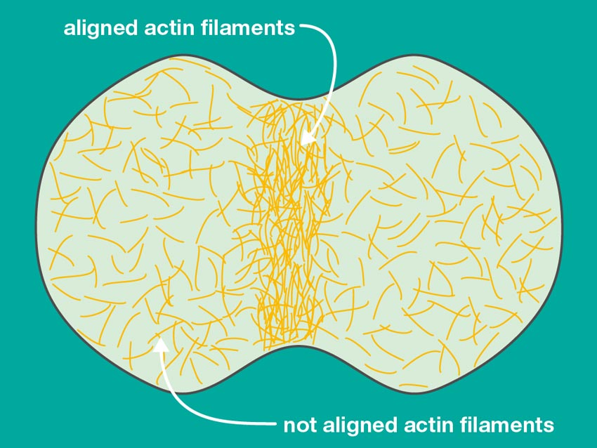 Actin filaments during cell division. IST-BRIDGE fellow Ivan Palaia studies how the actin filaments on a cell become aligned around its midpoint during cell division and constrict the cell until it splits in two. © ISTA