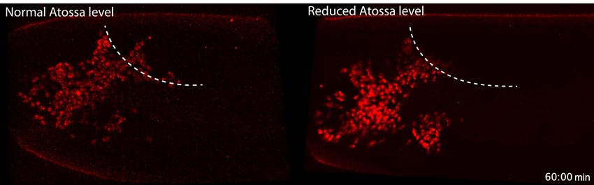Successful and hindered cell invasion. The ISTA researchers showed that after sixty minutes immune cells (red) with the protein Atossa (left) move faster across the germband (dotted line) in a fruit fly embryo than with reduced Atossa levels (right). © ISTA