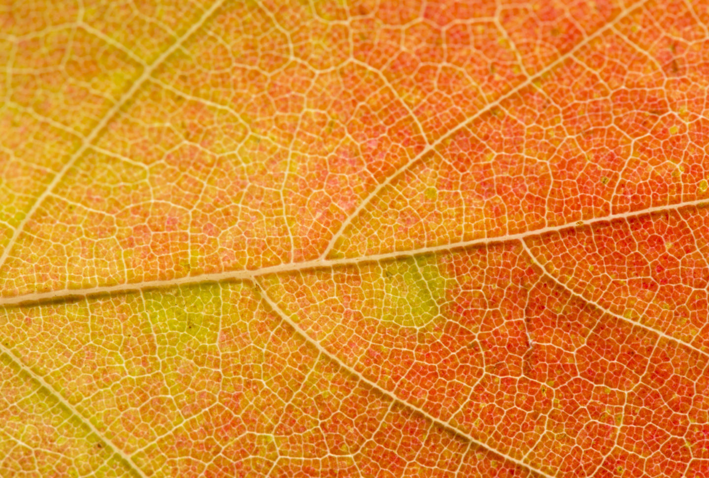 image_ORANGE_close-up-leave_(c) Shutterstock