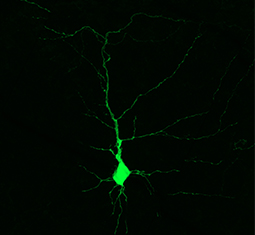 Main image for article