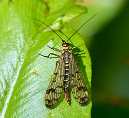 Scorpionfly