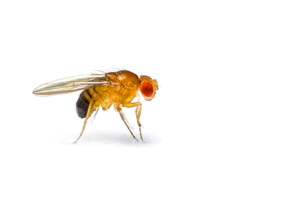 The fruit fly. Drosophila