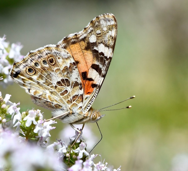 Vanessa cardui. Painted lady.