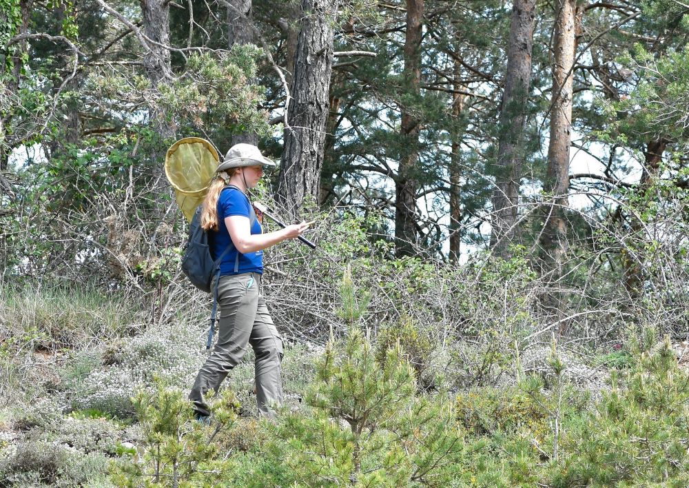 Daria Shipilina catching painted ladies.