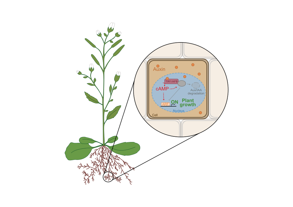 Simplified schematic of the auxin pathway in A. thaliana including cAMP as a new component.