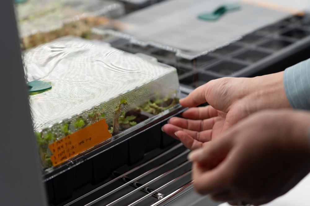 Lab cultures of the liverwort Marchantia polymorpha.