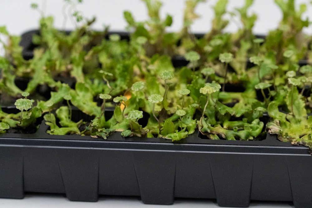 The liverwort Marchantia polymorpha.
