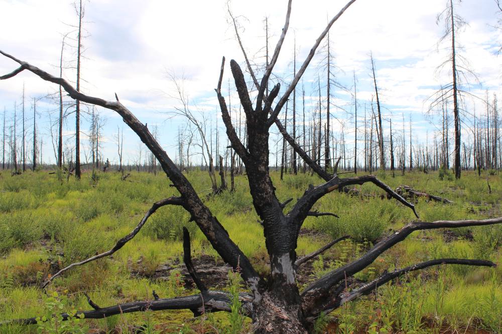 The devastation caused by fire is apparent in the forest-tundra.