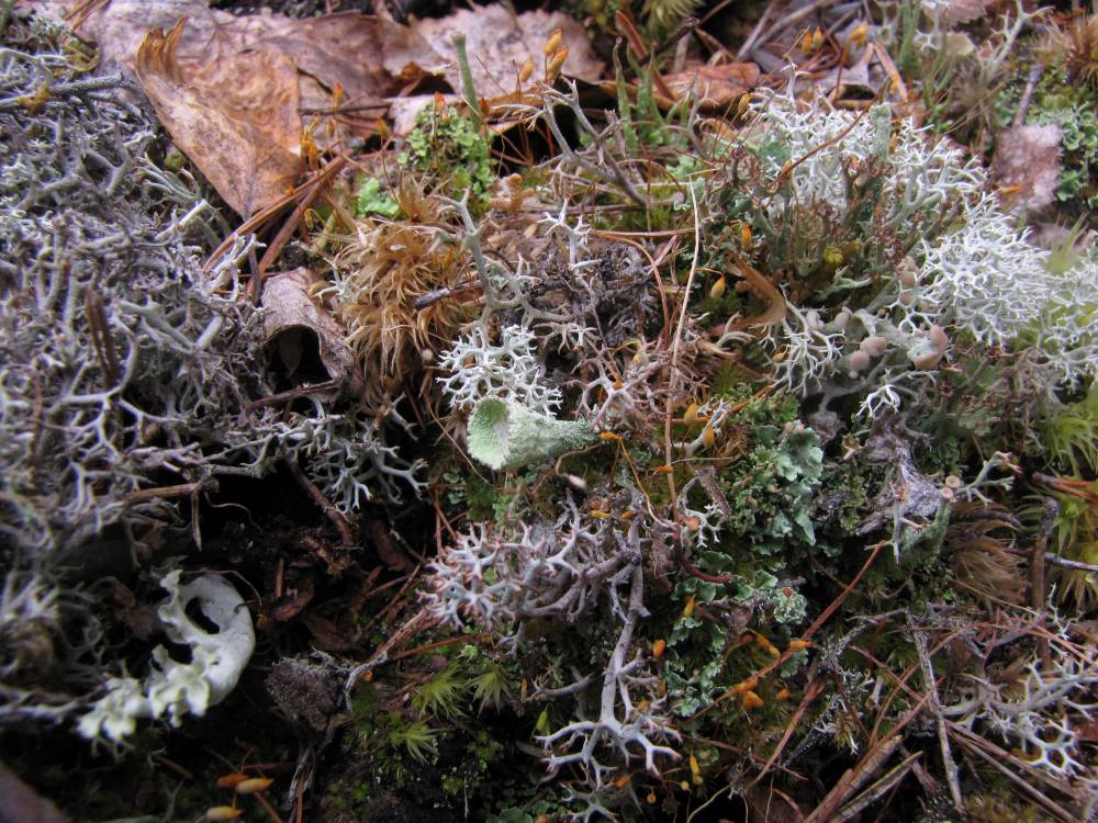 A collection of lichens at a single tundra location.