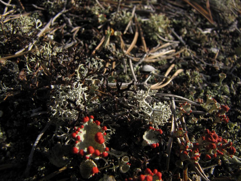 Tasty lichens. The picture shows Cladonia uncialis and Cetraria ericetorum, both of which are consumed by reindeer.