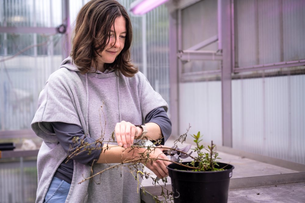 PhD student Evgeniya Pravdolyubova Cutting snapdragons.