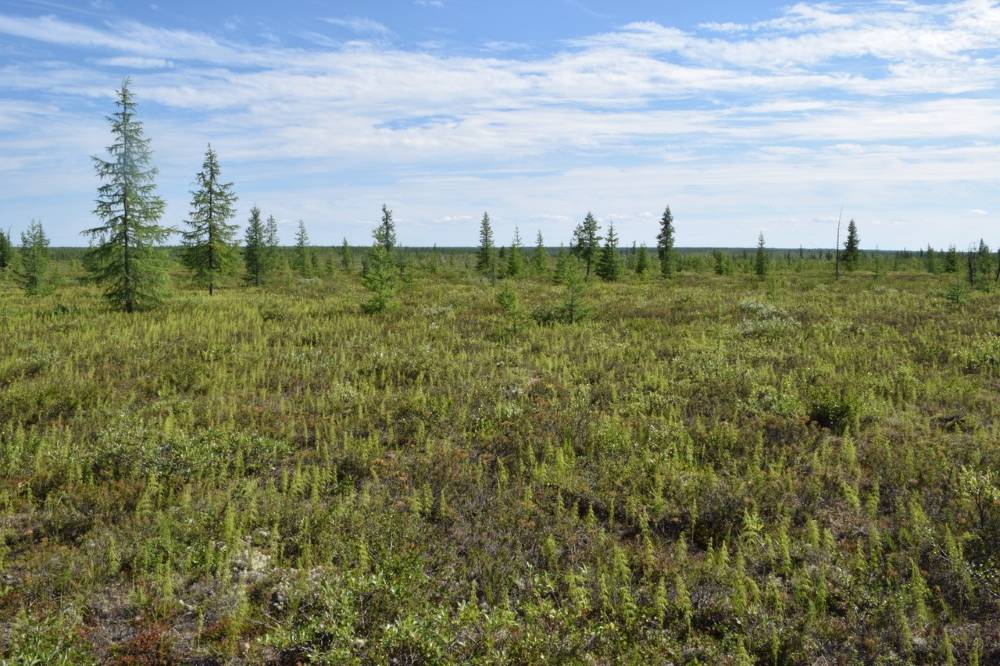 Tundra areas in the Tazovsky District.