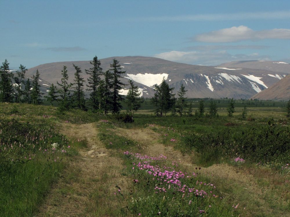 Arctic tundra of Siberia