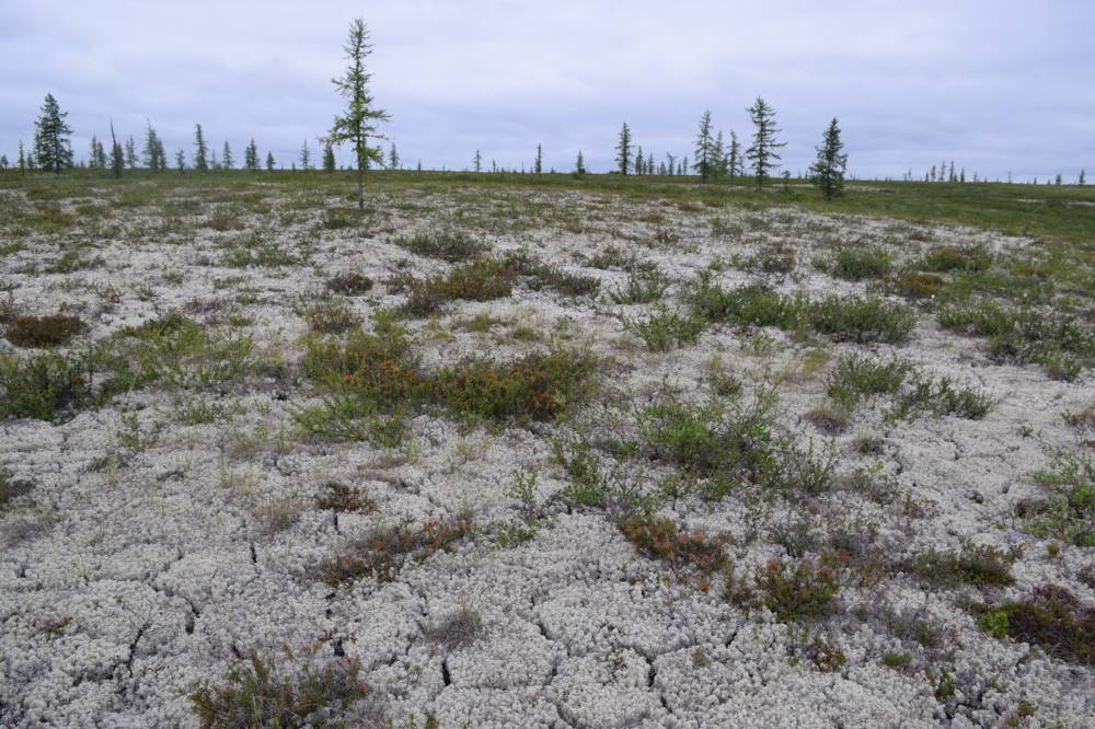 Tundra areas in the Tazovsky District.