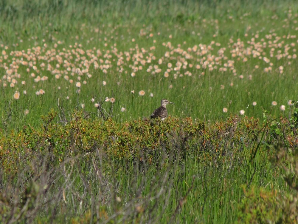 A wood sandpiper sits on rhododendrons.