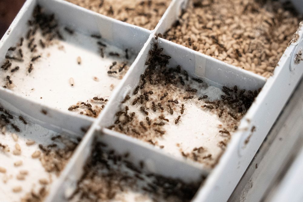 Ameisenkolonie im Labor am ISTA.