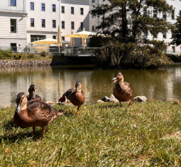 Four ducks exiting the pond on the ISTA campus on a sunny summer day.