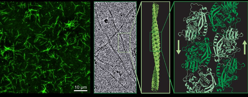 From left to right: When rebuilt outside of living cells, CorM forms dynamic filaments. Cryo-electron microscopy (cryo-EM) image of purified CorM filaments. Successive zoom-ins show the reconstructed 3D electron density map of the CorM filament, followed by the corresponding atomic model, illustrating the filaments’ assembly into a bipolar double-stranded filament.
