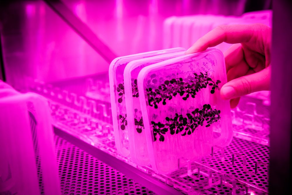 Seedlings growing in the pink room at the Plant Facility.