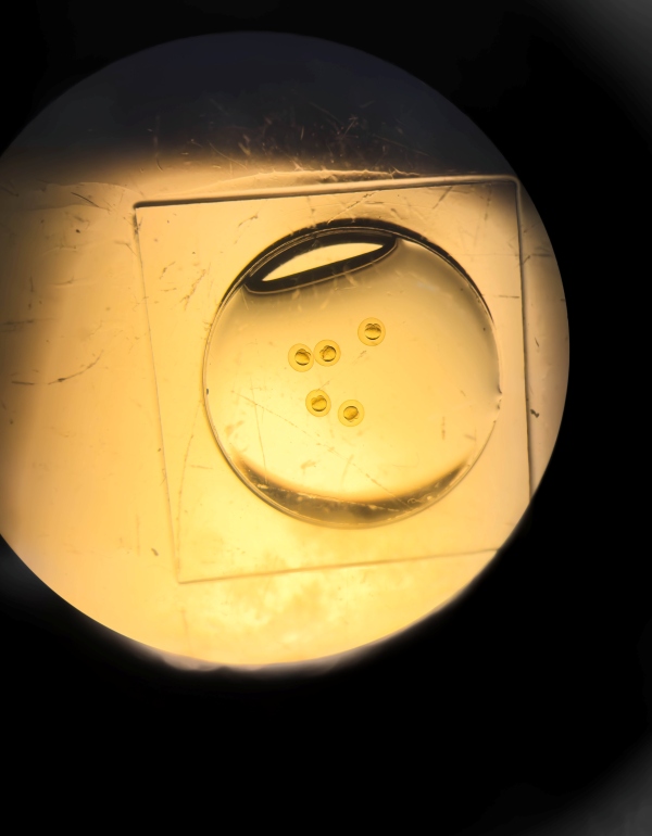 Five zebrafish embryos in a tiny drop of water.