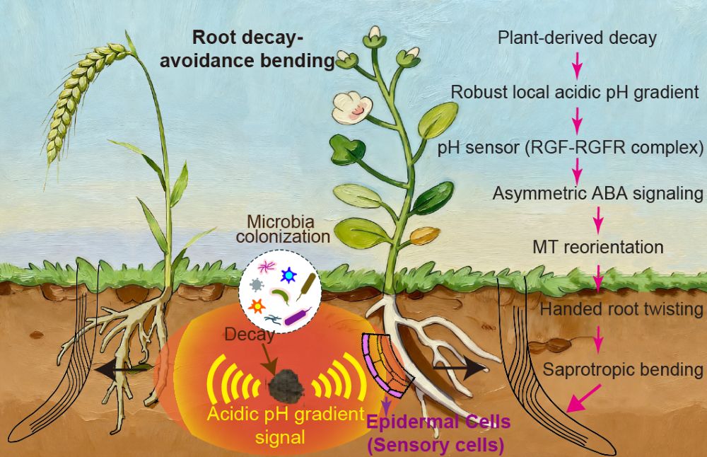 A molecular framework for root saprotropism guiding navigation around microbial decay.