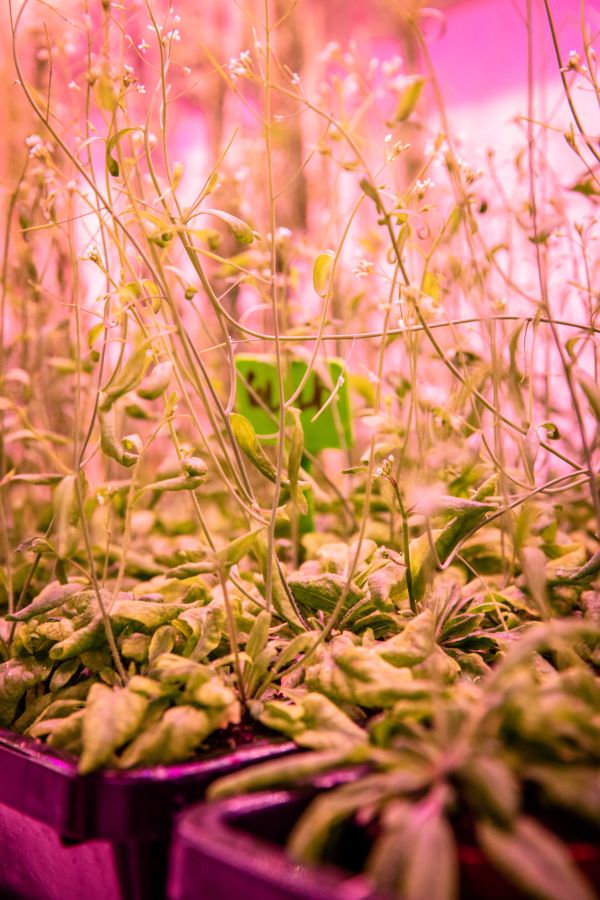 Arabidopsis thaliana.
